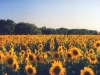 Sonnenblumenfeld